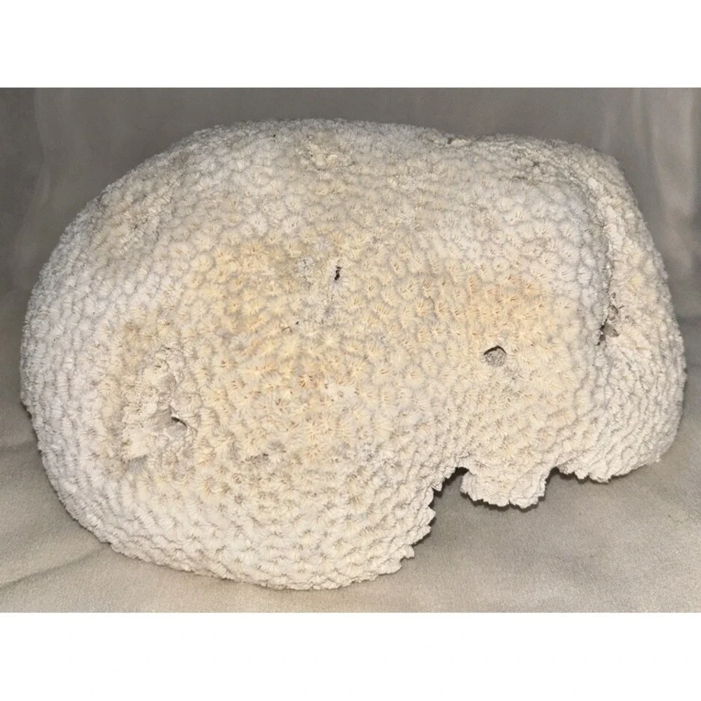 Star Brain‎ Coral Fossil Display/aquarium Decor Piece 6x7x4